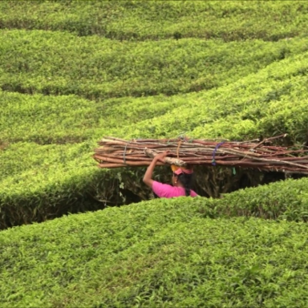En plein coeur des champs de thé dans la région de Munnar en Inde.