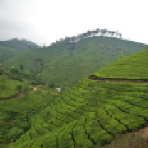 Panorama au milieu des champs de thé au sud de l'Inde, dans le Kerala