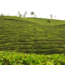 Une magnifique palette de vert au milieu des plantations de thé situé au sud de l'Inde.
